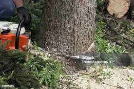 How Our Tree Care Process Works  in  Skagway, AK